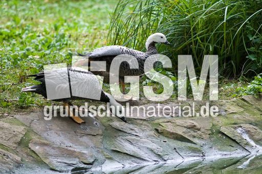 Kaisergans (4 von 8).jpg